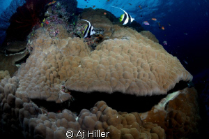 Schooling bannerfish over hard coral; Nikon D2X, 10.5mm, ... by Aj Hiller 